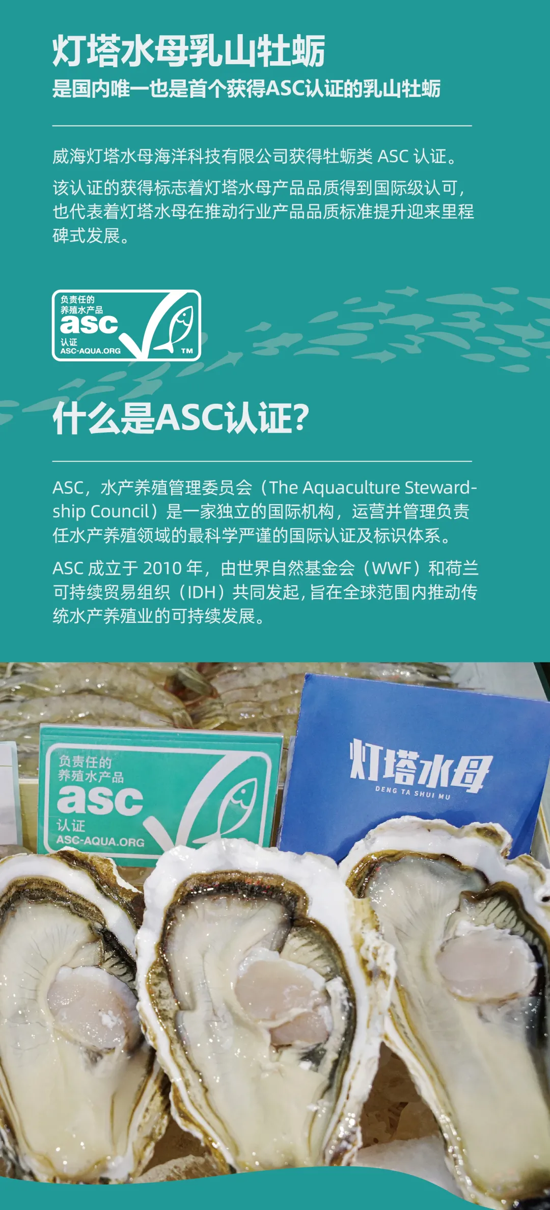 灯塔水母——高品质牡蛎品牌(图5)