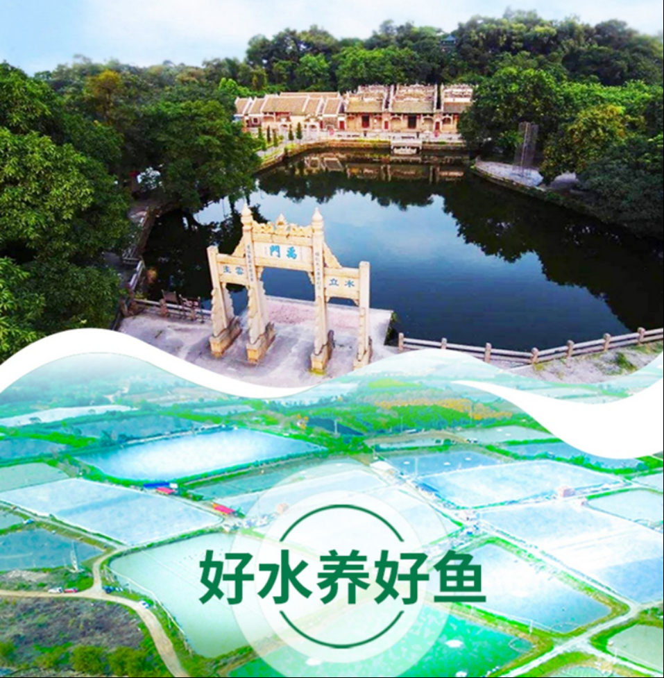佛山刘氏水产养殖有限公司——中国味皇帝鱼,致力于为中国餐桌上多一条安全、营养、健康的鱼(图4) 佛山刘氏水产养殖有限公司——中国味皇帝鱼,致力于为中国餐桌上多一条安全、营养、健康的鱼(图4)