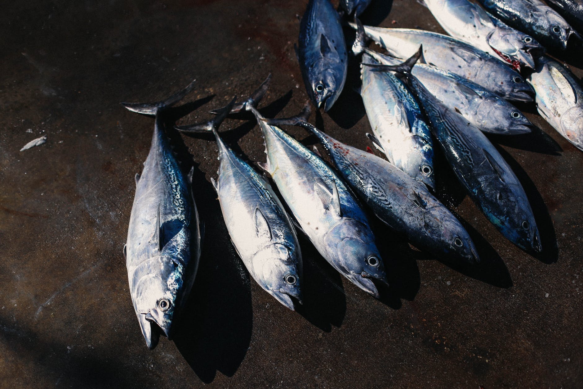 全球金枪鱼联盟和其他组织共同推出2025年金枪鱼可持续渔业承诺(图3)