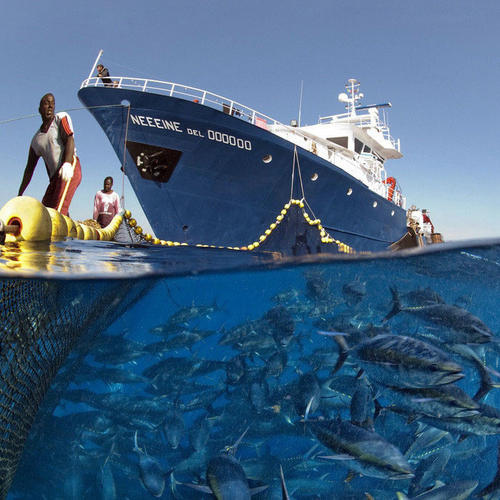全球金枪鱼联盟和其他组织共同推出2025年金枪鱼可持续渔业承诺(图4)