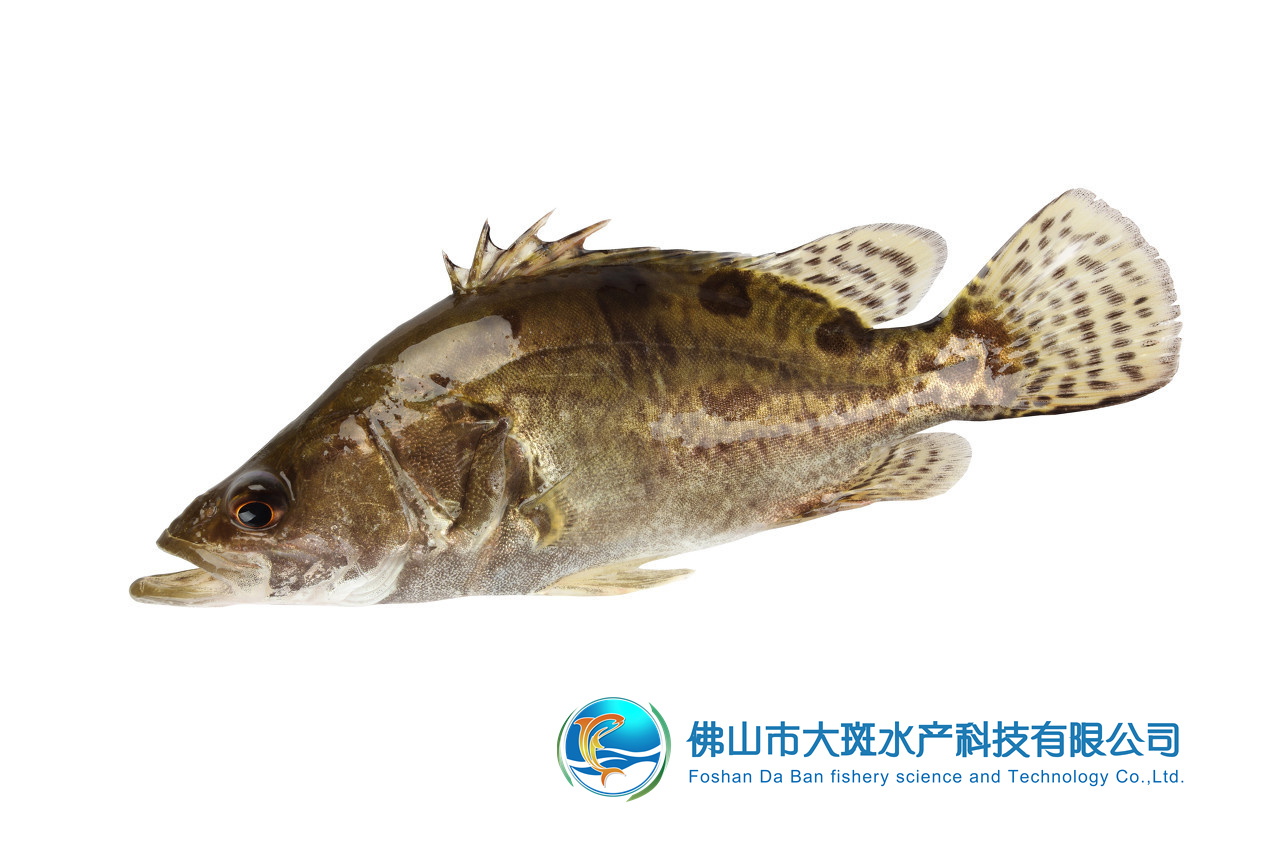 佛山市大斑水产科技有限公司——良心品质，坚持承诺(图6)