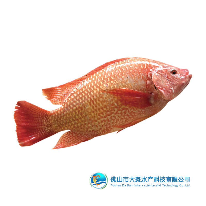佛山市大斑水产科技有限公司——良心品质，坚持承诺(图9)