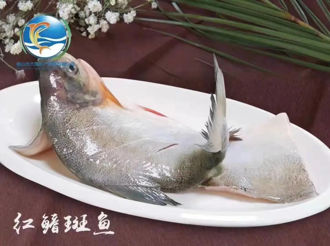 佛山市大斑水产科技有限公司——良心品质，坚持承诺(图4)