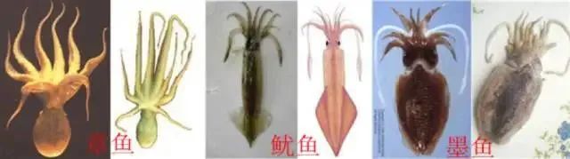 中国市场常见鱿鱼大盘点(图21)