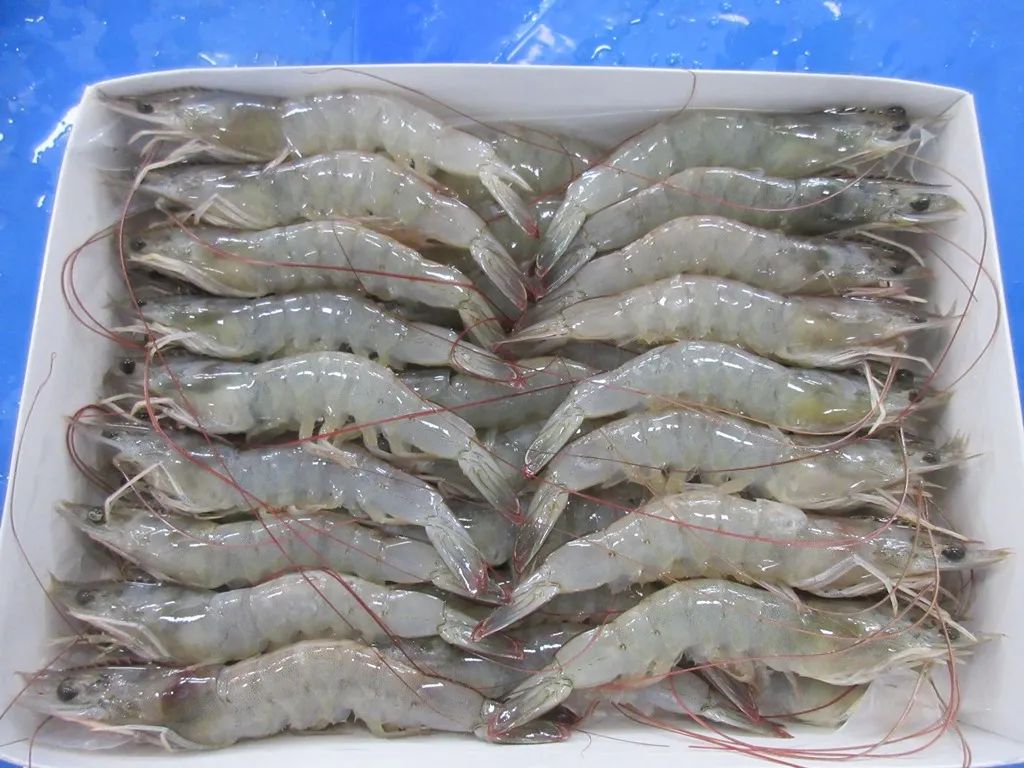 上海日仕福贸易有限公司——以专心成就安心,用细节打动客户(图11) 上海日仕福贸易有限公司——以专心成就安心,用细节打动客户(图11)