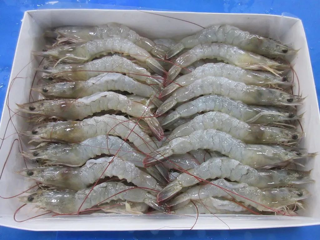 上海日仕福贸易有限公司——以专心成就安心,用细节打动客户(图12) 上海日仕福贸易有限公司——以专心成就安心,用细节打动客户(图12)