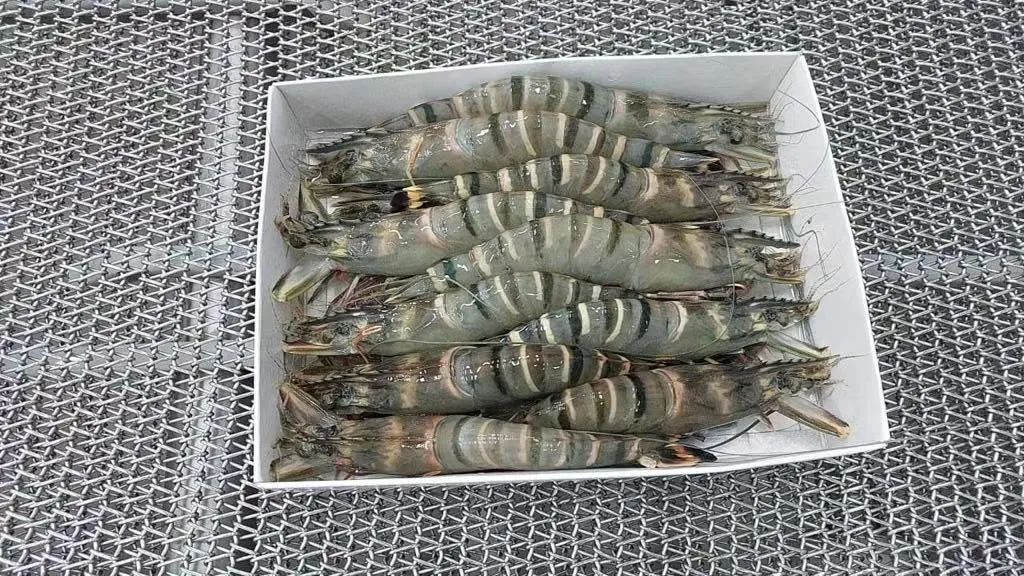 上海日仕福贸易有限公司——以专心成就安心,用细节打动客户(图14) 上海日仕福贸易有限公司——以专心成就安心,用细节打动客户(图14)